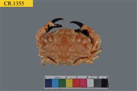 藏品(扇蟹科)的圖片